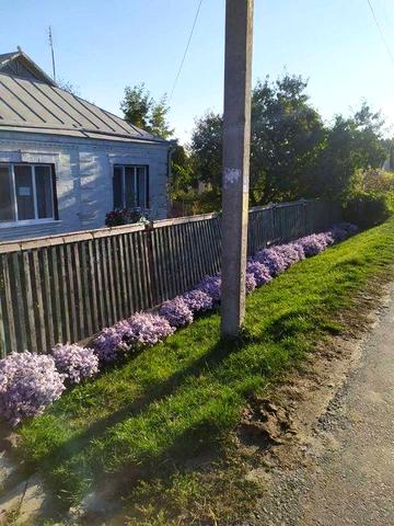Будинок в Любашівкі