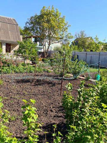 Дача  возле  леса