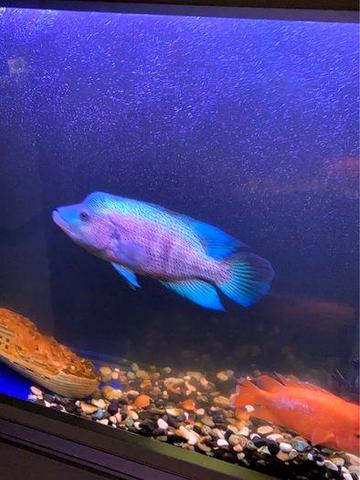 VIP дом.Лески(все комунальные услуги включены в стоимость )