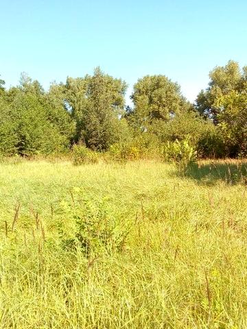 Будинок с.Браниця 100км від Києва. 0,44га Ліс