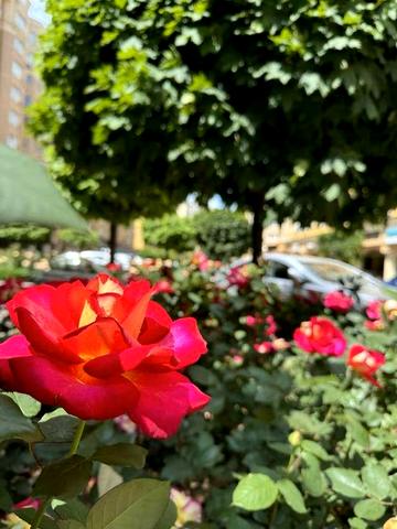 Продам 3 кімн.квартиру 80м2 ЖК Софія Вигідно ЖК Софія Сіті