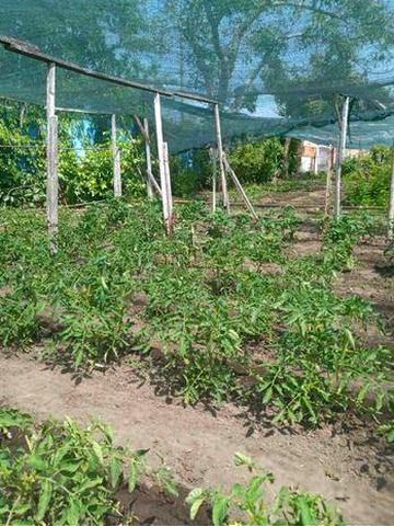 Продам дачу Днепровский р-н