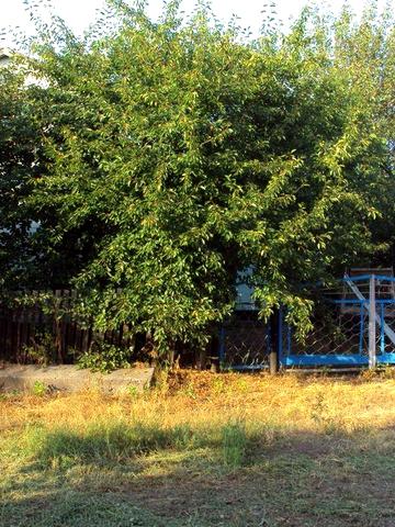 Продам будинок в миргороді