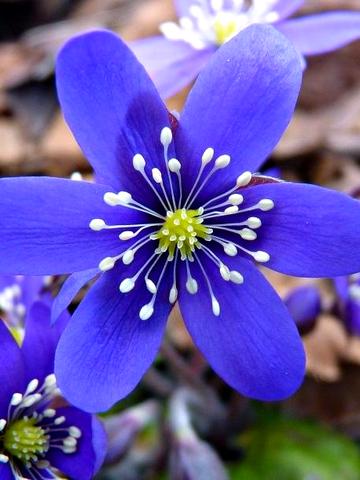 Льва Ландау просп. (50-річчя СРСР), 6