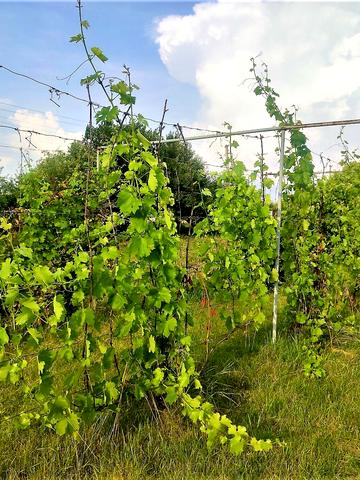 Агрономічна