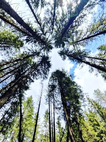 Кривопілля, Верховинський, Івано-Франківська область 1600 USD