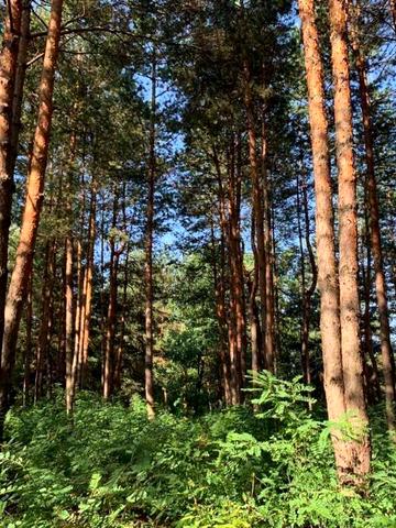 провулок Лісний