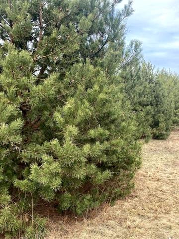 Северинівка, Бучанський, Київська область 115000 USD