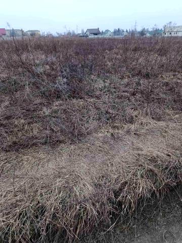 Івана Сірка, 31