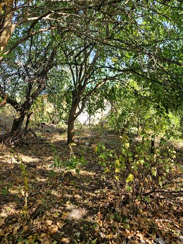 СК Лісова поляна