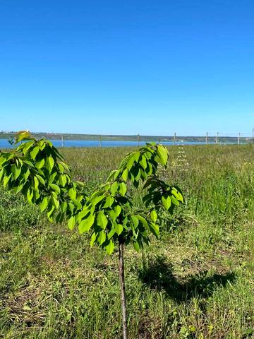 виноградна