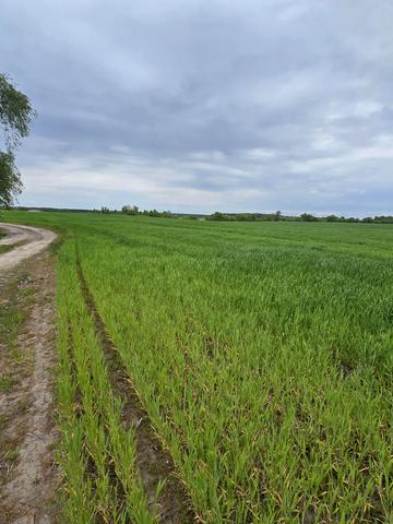 Синяк, Бучанський, Київська область 99000 USD