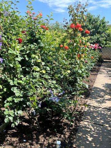 Дом- дача Алтестово