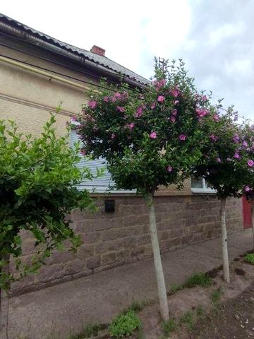 Будинок в Закарпатська обл. Берегівський р-н. г. Берегове