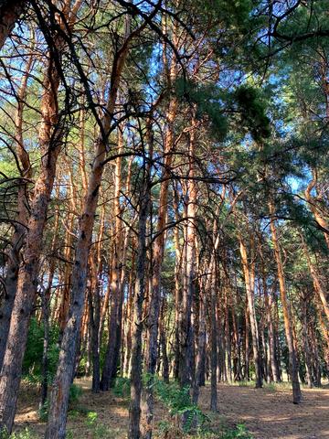 Івана Мазепи просп. (Дружби Народів), 51а