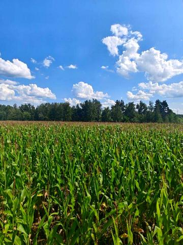 Крушинка, Фастівський, Київська область 80000 USD