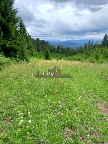 Річка, Хустський, Закарпатська область 131000 USD