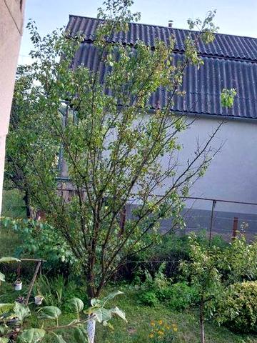 Продам дачу з будинком