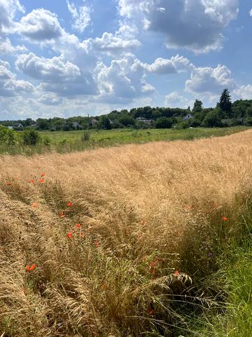 Коростишів, Житомирський, Житомирська область 35800 USD