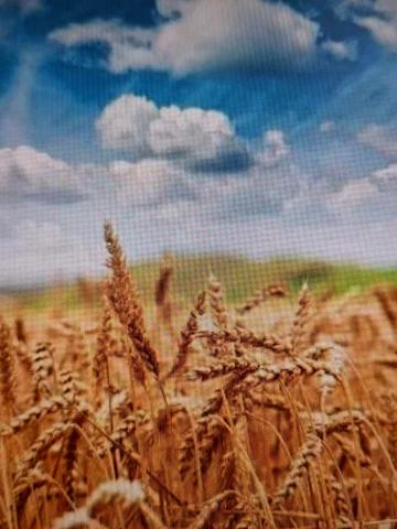 Поділ, Миргородський, Полтавська область 588000 UAH