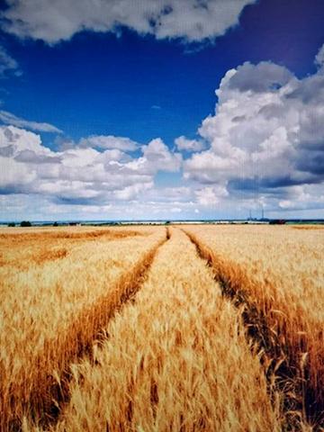 Поділ, Миргородський, Полтавська область 210000 UAH