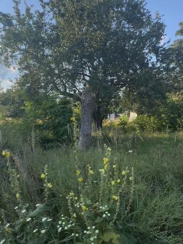 Старі Петрівці, Вишгородський, Київська область 35000 USD