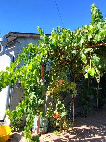 Продаю будинок в Миколаївському районі.