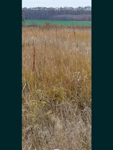 Княжичі, Фастівський, Київська область 7000 USD