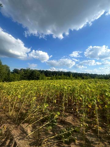 Вороновиця, Вінницький, Вінницька область 8800 USD