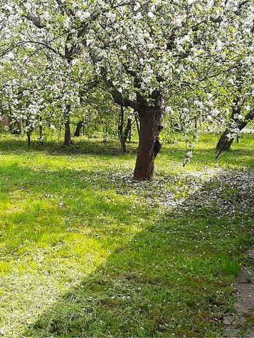 Будино в селі Грузьке, Бишівська громада, сад, город