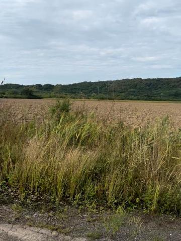 Велика Бийгань, Берегівський, Закарпатська область 1000000 USD