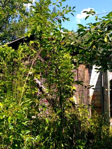 Продам дачу с.Новосілки Бучанського  р-ну  площою 0,063 га