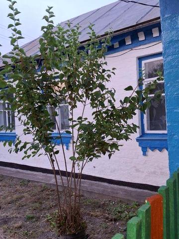 Продам хату будинок