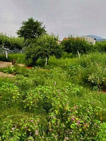 Болудянського