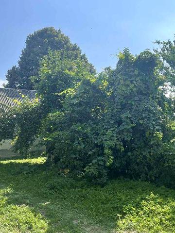 Хата11х11 комора22х6 с.Колодіївка 20км від Тернополя  30с.прив.землі