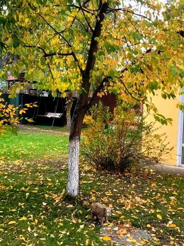 довгострокова оренда будинку в с.Романків.