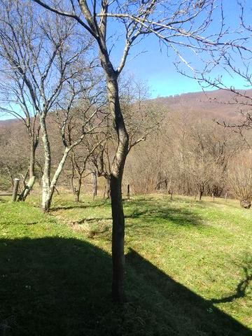 Продається хата з земельною ділянкою