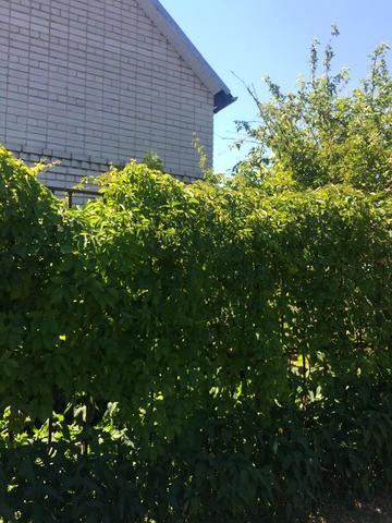 Центральна вул.