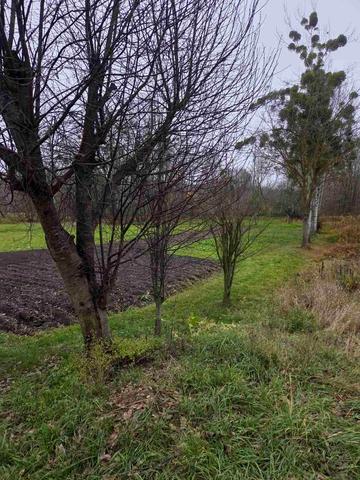 Великі Дмитровичі, Обухівський, Київська область 14000 USD