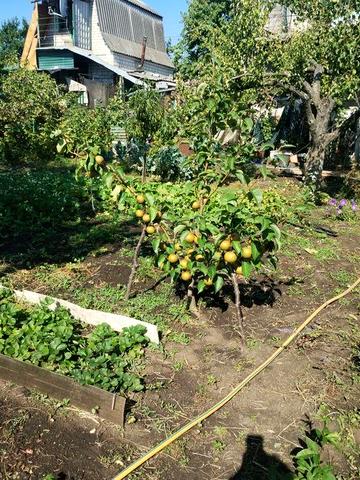 Продаю дачу Південноукраїнськ