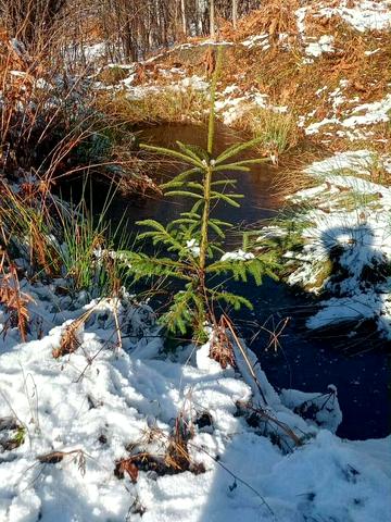Яремче, Надвірнянський, Івано-Франківська область 62000 USD