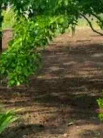 дача ближний пригород