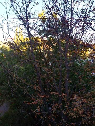 Довгострокова оренда 1к Квартира Миколаївська вулиця