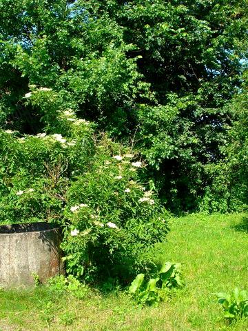 хата с участком под перестрой село Воронево Житомирська обл