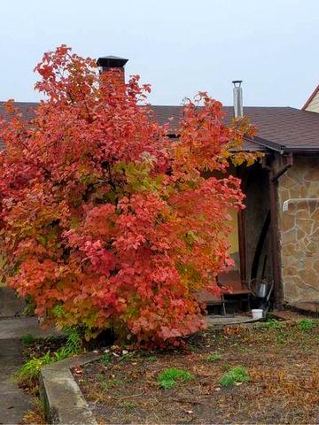Будинок з опаленням, грубка, погріб, басейн, баня, альтанка з гостьови