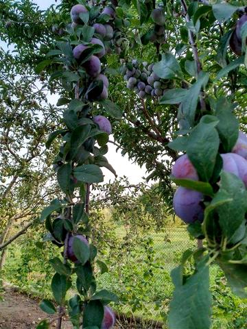 Продам житловий будинок разом із садибною ділянкою.