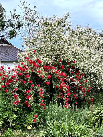 Ділянка 42 сот та цегляний газифікований будинок в селі Барахти.