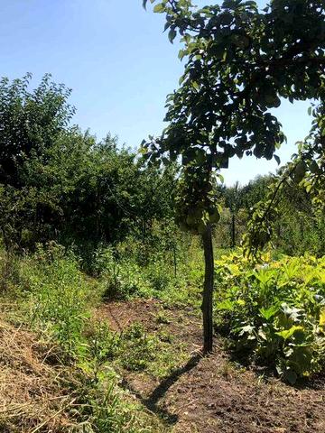 Будинок з земельною ділянкою в центрі села