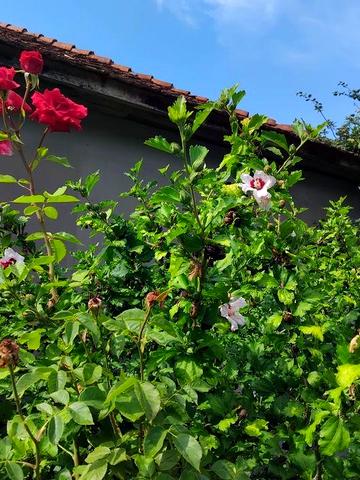 Продаю будинок у горах Карпат  Пасіка  Закарпатської