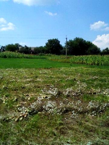 Дача, дім с. Велика Круча